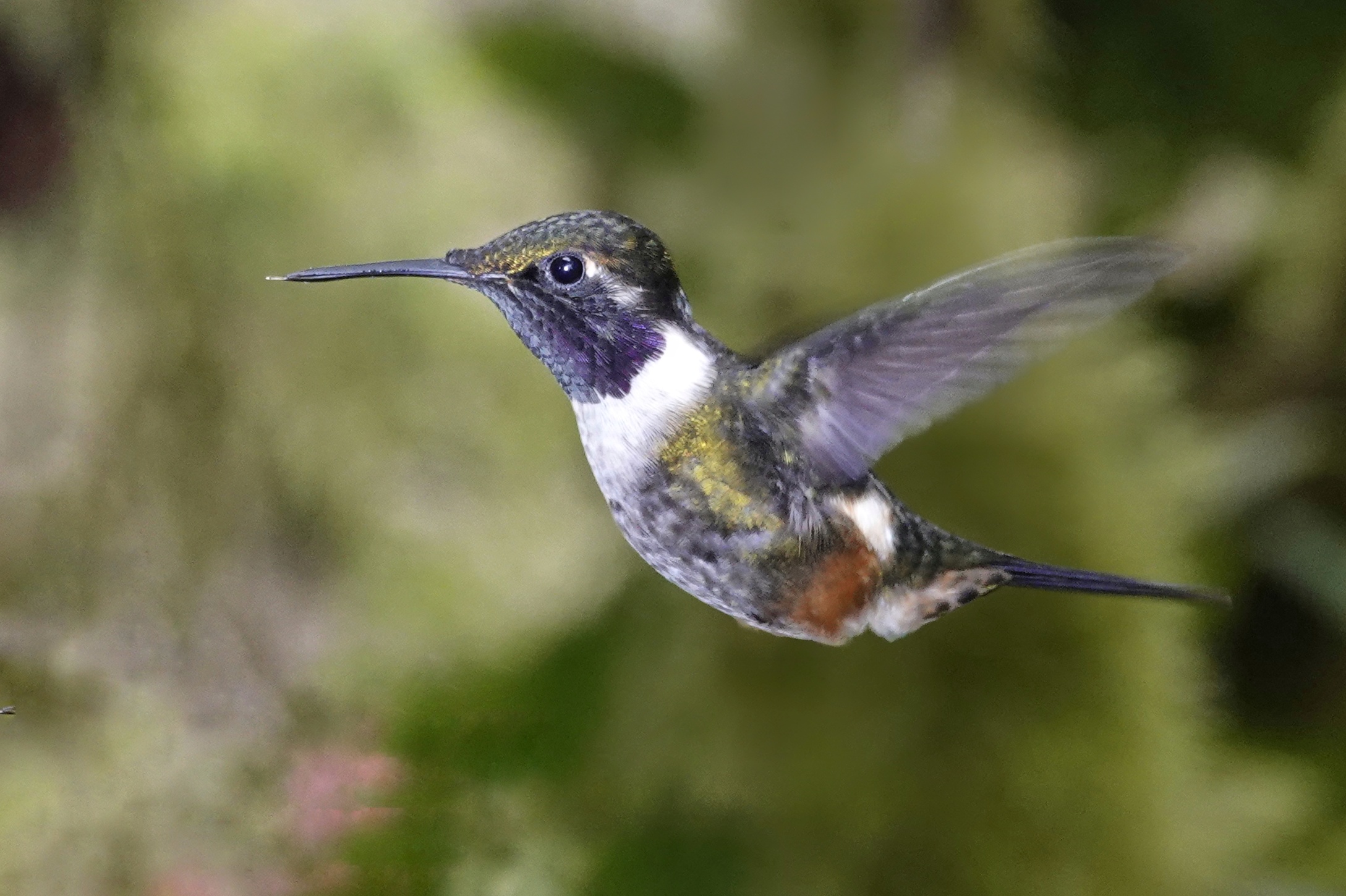 Colibri à Mindo